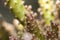 Close-up of a cactus - Austrocylindropuntia subulata