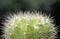 Close up of cactus with blurred background