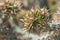 Close up of cactus buds