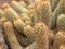 Close up cactus of Cleistocactus plant with flower and blurred background ,macro image