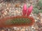 close up cactus of Cleistocactus plant with flower and blurred background ,macro image