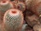 Close up cactus of Cleistocactus plant with flower and blurred background ,macro image