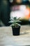 Close-up cactus in a cute pot, Blurred background