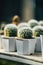 Close-up cactus in a cute pot, Blurred background