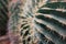 Close up Cactus in desert landscaping