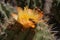 close-up of cactus flower, with bees and other insects buzzing around