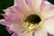 Close up of cactus flower, large flower with details