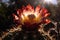 close-up of cactus flower, with the sun shining behind it