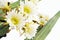 Close up of cactus flowers