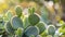 Close up of cactus in the garden with soft focus background