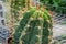 Close-up of cactus grown at greenhouse