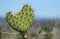 close-up of a cactus heart against a blue sky