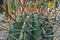 Close up of cactus with long spikes at botanical garden in Cagliari, Sardinia