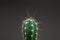 Close-up of a cactus with long thorns on a gray office. The concept of hemorrhoids, problems, tonsillitis, acute pain