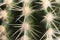 Close up of cactus long thorns texture.