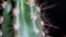 Close-up of cactus with needles on black background. Fragment of small elongated cactus in brown pot on black isolated