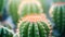 Close up of cactus plant with bright sunlight, AI