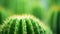 Close up of cactus plant with green leaves, AI