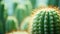 Close up of cactus plant with many spines, AI