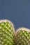 Close up of a cactus plant with sharp thorns