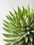 Close up of cactus plant on white background