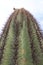 Close up cactus pokes cacti
