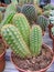 Close up cactus in pot. Green, drought, potted cactus overhead view at cactus farm