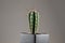 Close-up of a cactus in a pot with long thorns on a gray office. The concept of hemorrhoids, problems, tonsillitis, acute pain
