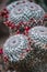 Close up on cactus with red flowers, top view