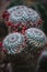 Close up on cactus with red flowers, top view