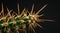 Close-up of a cactus with sharp spines against a dark background