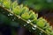 close-up of cactus spines with dewdrops