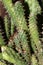 Close Up of Cactus Succulent Plant Macro Of Spikes and Thorns