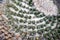 Close Up of Cactus Succulent Plant Macro Of Spikes and Thorns