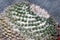 Close Up of Cactus Succulent Plant Macro Of Spikes and Thorns