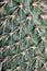 Close Up of Cactus Succulent Plant Macro Of Spikes and Thorns