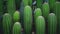 Close up cactus texture background offers intricate natural patterns