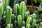 Close-up, cactus tree, beautiful green, with thorns, nature background, summer