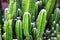 Close-up, cactus tree, beautiful green, with thorns, nature background, summer