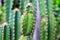 Close-up, cactus tree, beautiful green, with thorns, nature background, summer