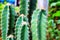 Close-up, cactus tree, beautiful green, with thorns, nature background, summer