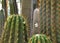 Close Up Cactus Trichocereus Terscheckii