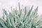 Close Up of Cactuses. Pale green shades image.