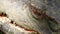 Close up of a caiman