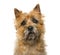 Close-up of a Cairn Terrier in front of a white background