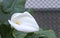 Close-up of a Cala flower in a garden Zantedeschia aethiopica