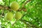 The close up of Calabash Tree fruit.
