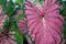 Close up Caladium leaves with rain drops