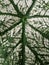 Close up of caladium white christmas leaf. Background, texture and abstract concept.