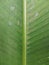 Close up of a calathea lutea leaf